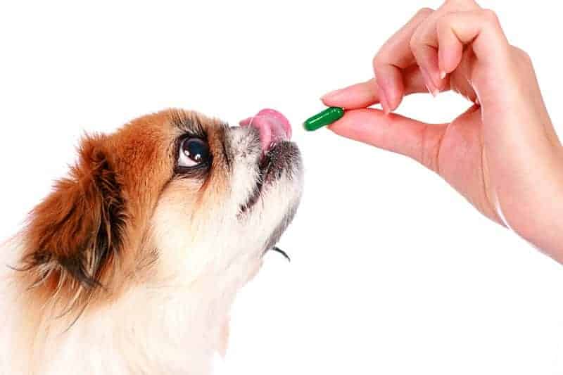 Niewydolność trzustki u psa leki