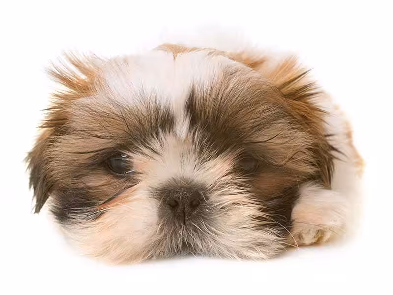 Dyskopatia u Shih tzu