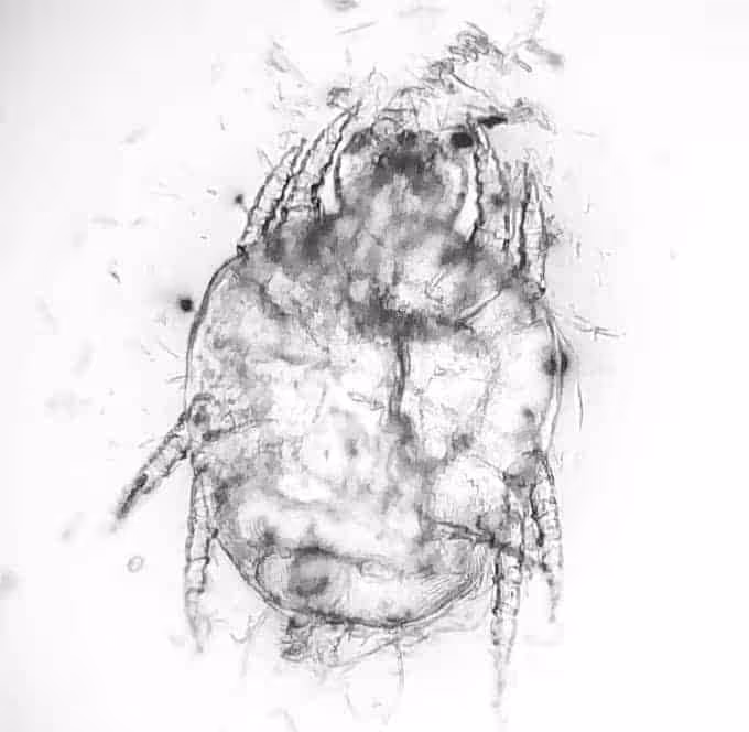 Cheyletiella Cheyletiella