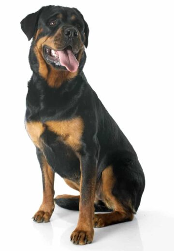 Rottweiler