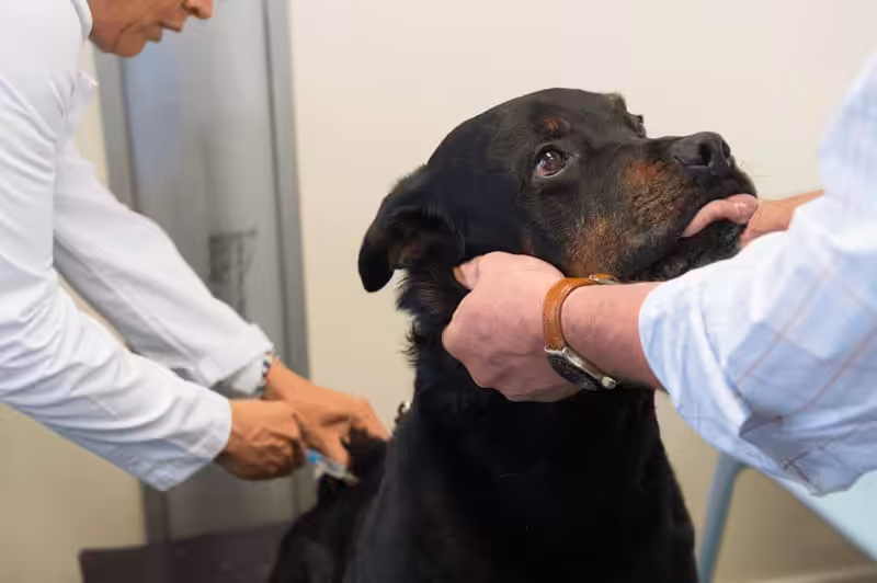 Rottweiler choroby