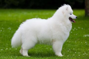 Samoyed