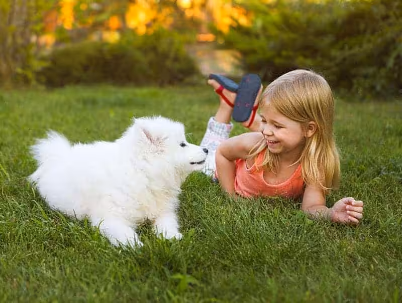 Samoyed charakter usposobienie