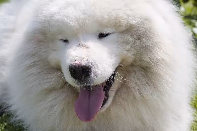 Samoyed pielęgnacja