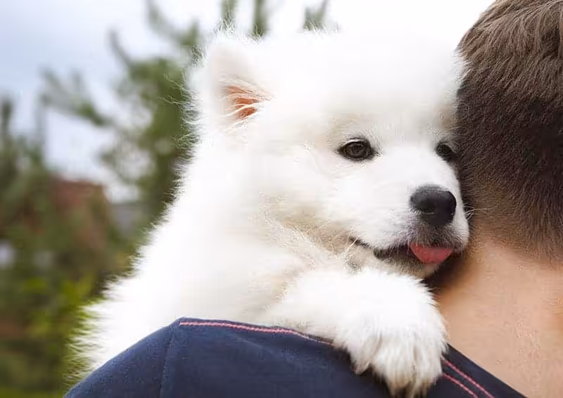 Czy warto zdecydować się na samoyeda?