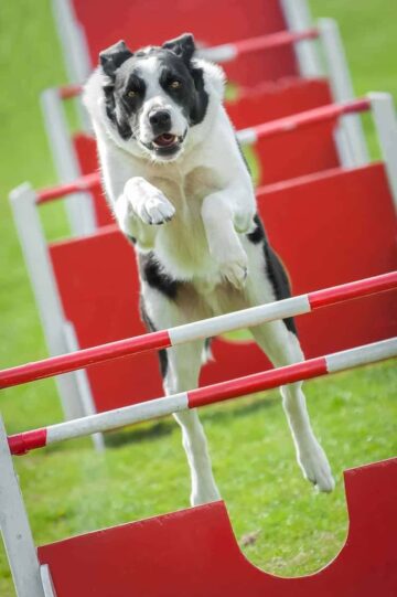 Agility