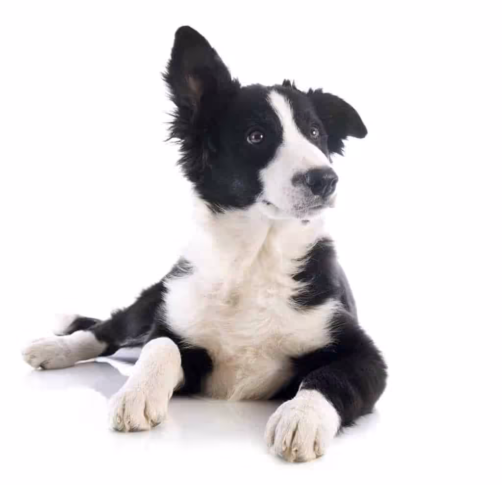 Border collie