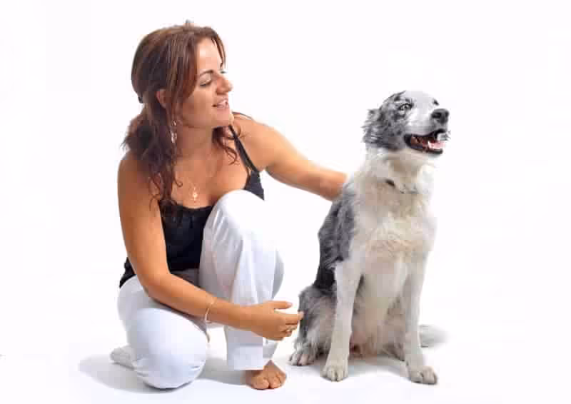Border Collie charakter