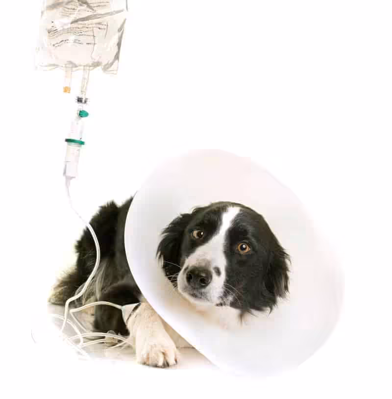 Border Collie choroby