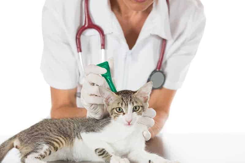 Profilaktyka przeciw pasożytnicza u kota