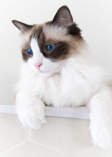 Ragdoll
