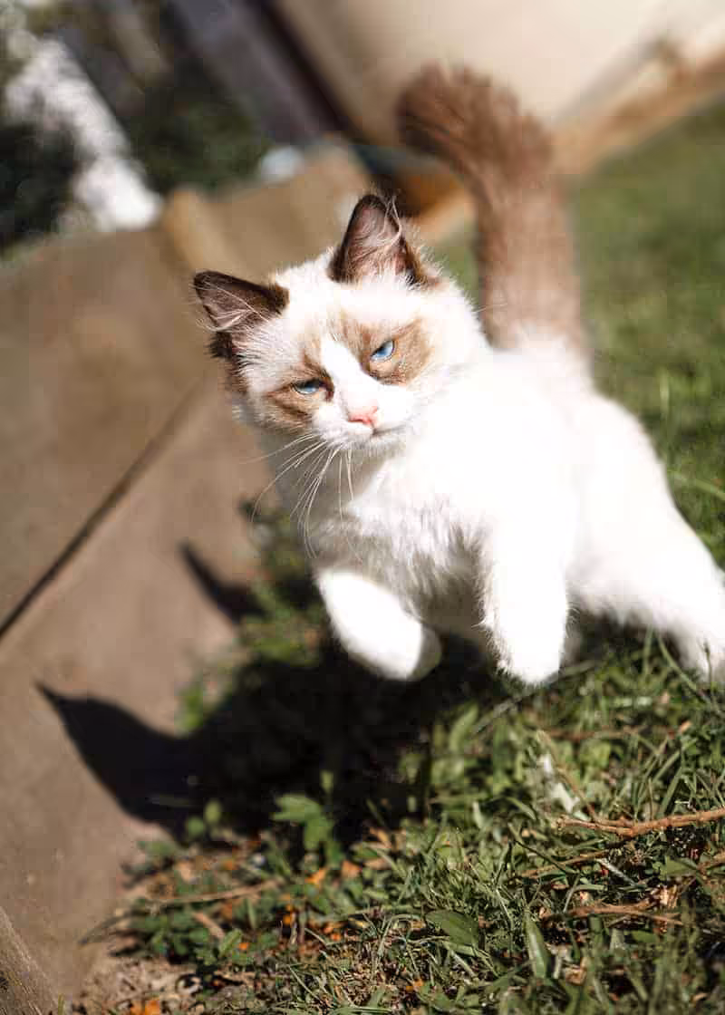 Ragdoll charakter
