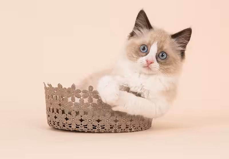 Historia rasy ragdoll