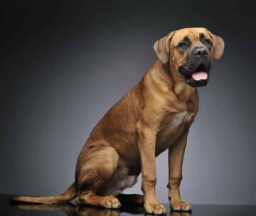 Cane Corso