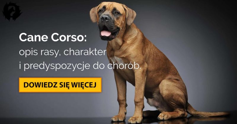 Cane Corso Charakter I Choroby Lek Wet Małgorzata Miłosz