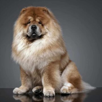 Chow chow