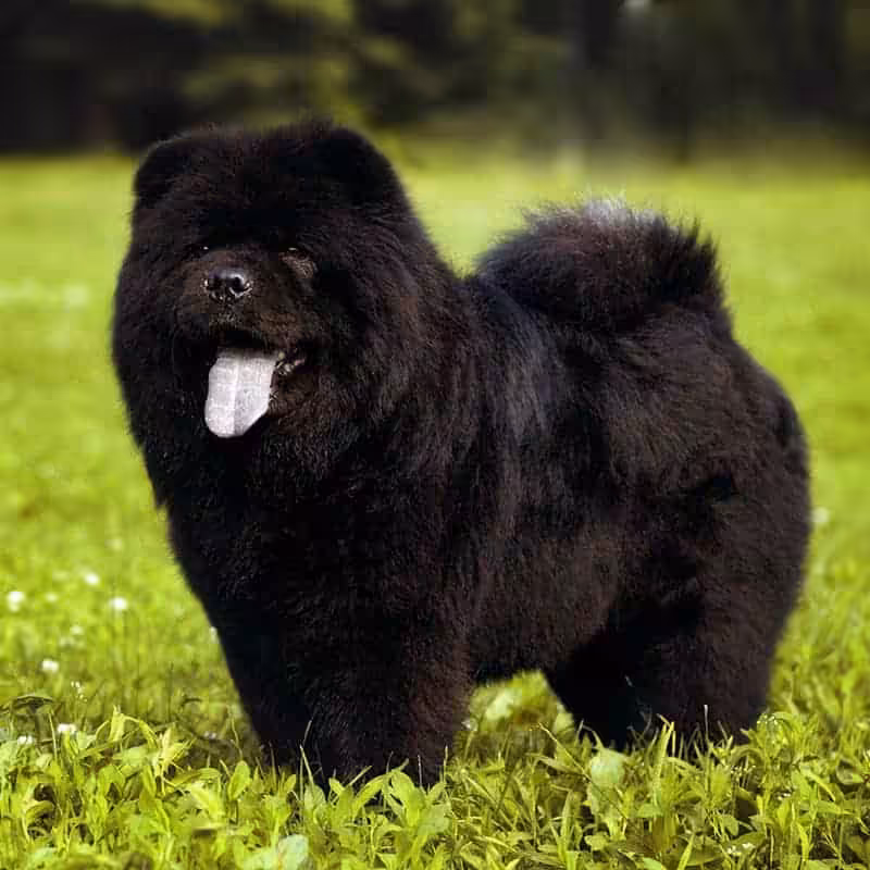 Chow chow opis rasy
