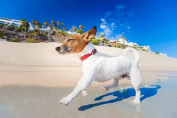 Jack Russell Terrier