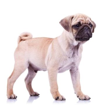 Mops