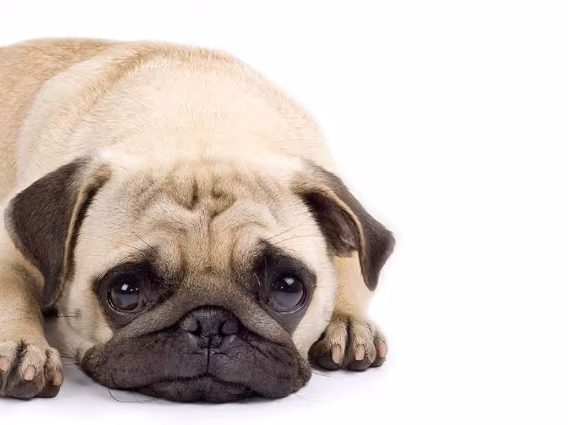 Mops choroby