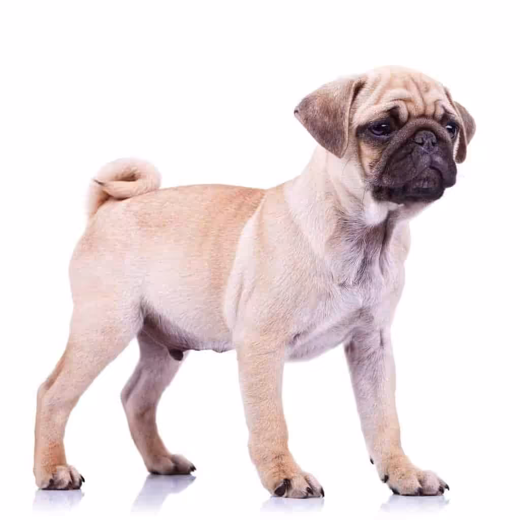 Mops