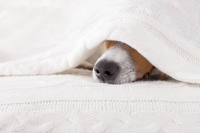 Przeziębienie u psa objawy
