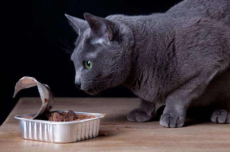 Żywienie kota rosyjskiego niebieskiego