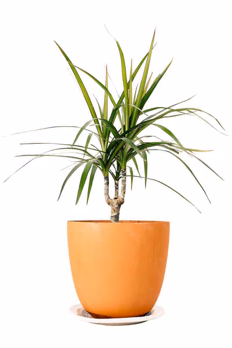 Dracena