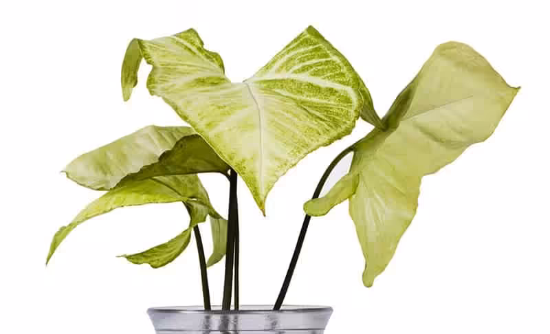 Filodendron