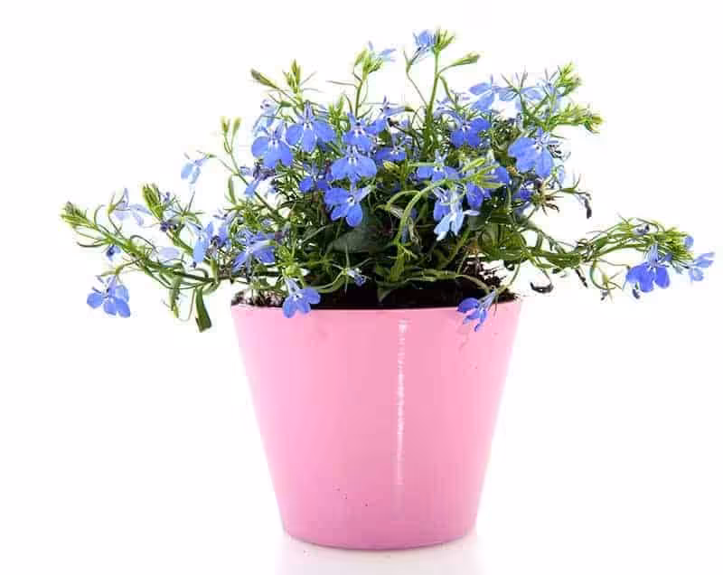 Lobelia