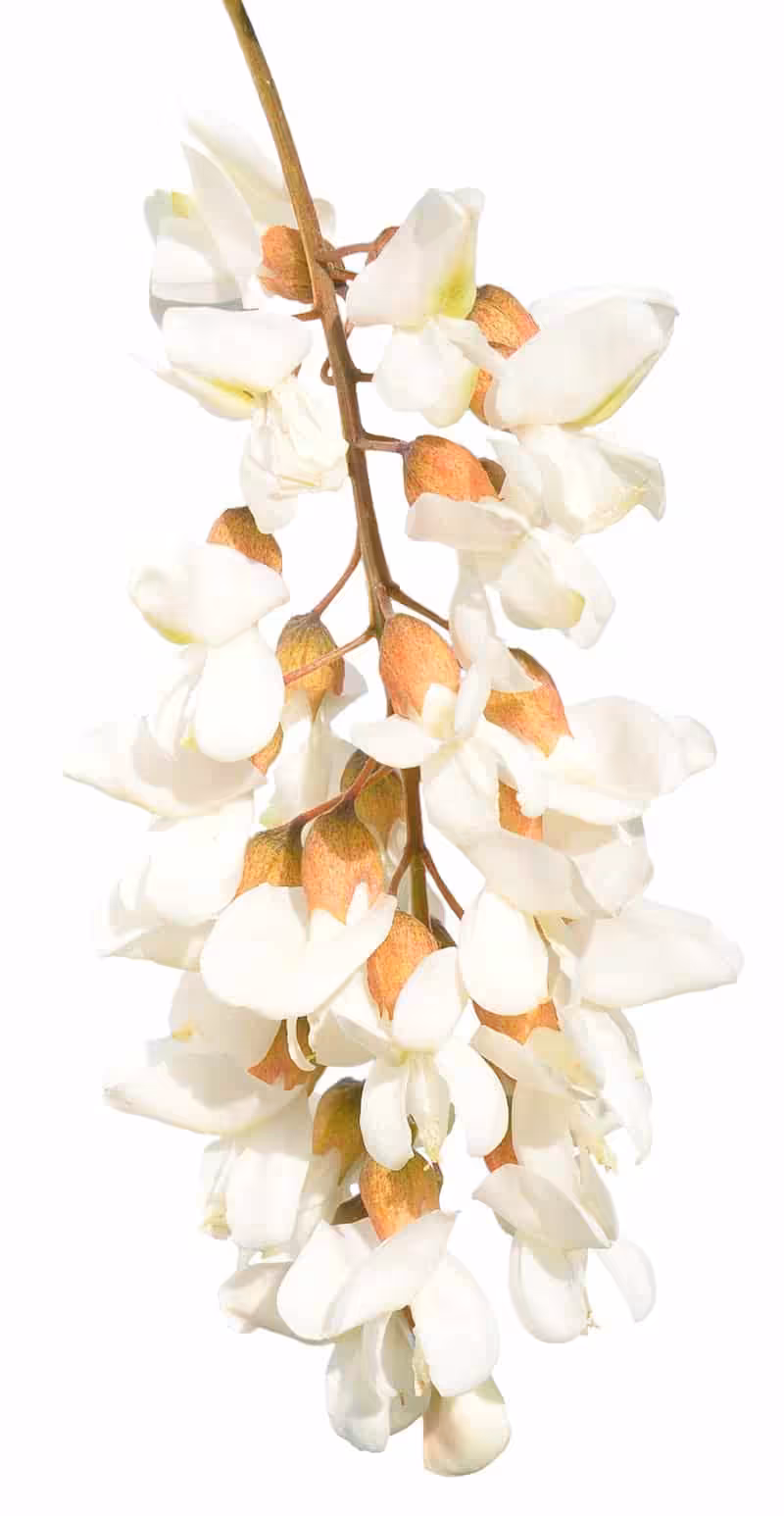 Robinia akacjowa
