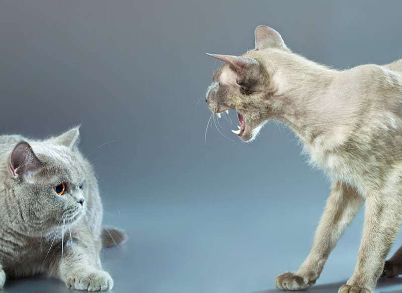 Feromony mogą pomóc uspokoić agresywnego kota