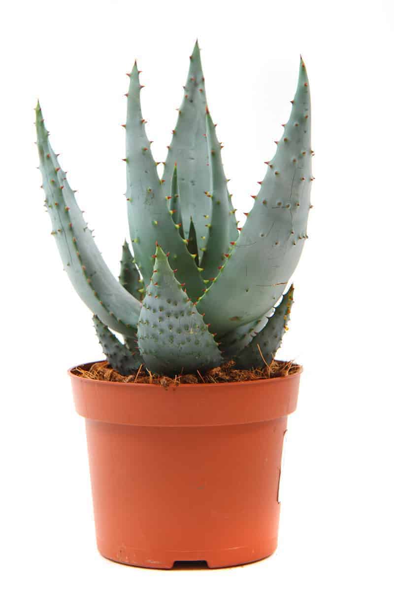 Aloes
