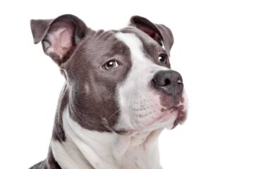 Amstaff
