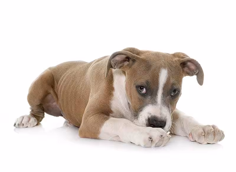 Amstaff choroby