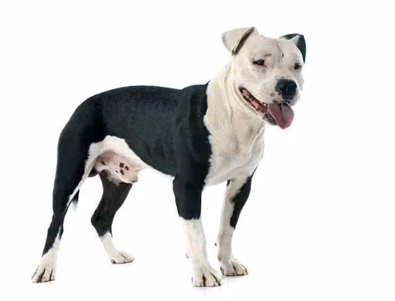 Amstaff opis rasy
