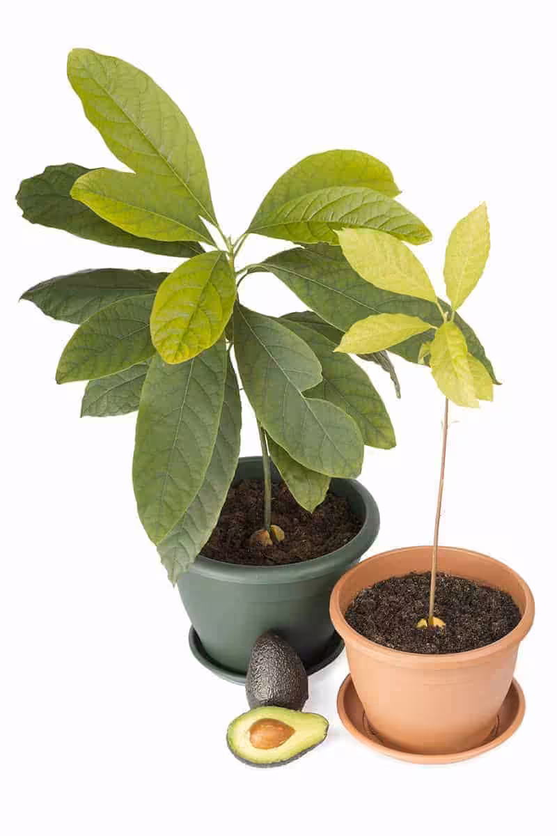Awokado