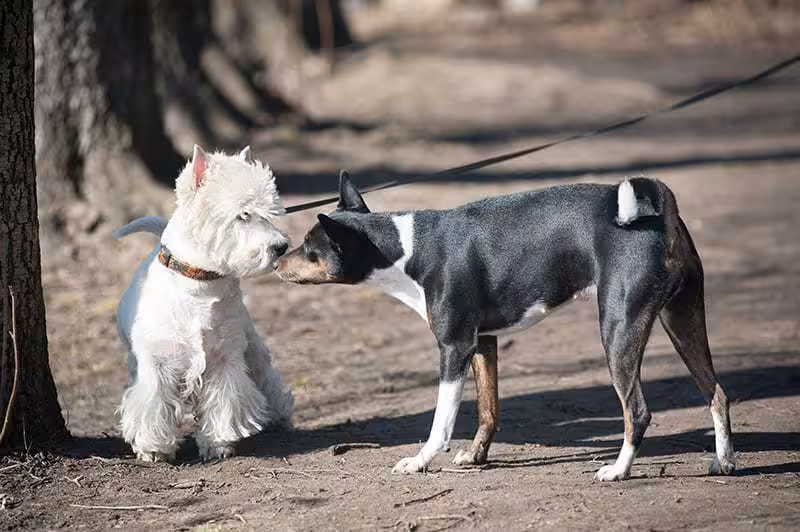 Gdy suka ma cieczkę, nie chodź z nią tam, gdzie znajdują się inne psy
