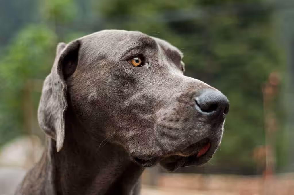 Dog niemiecki
