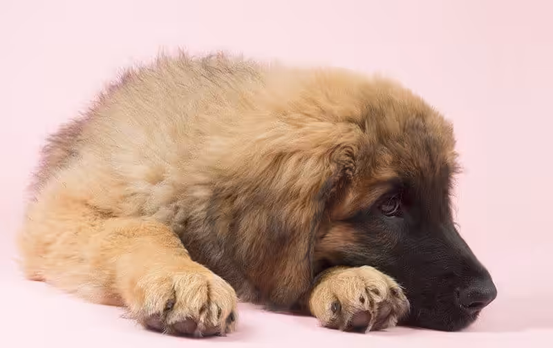 Leonberger choroby