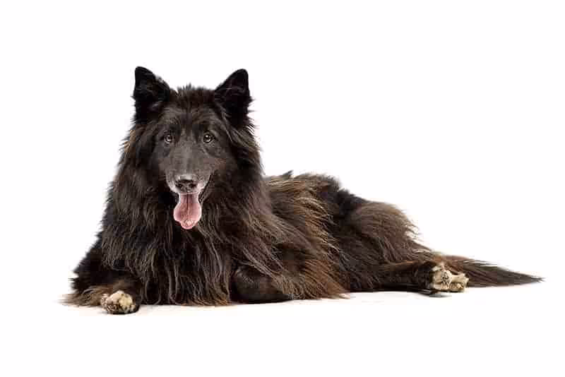 Owczarek belgijski groenendael