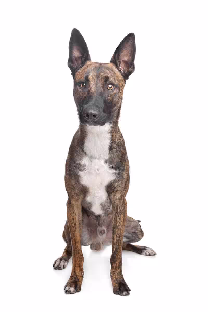 Owczarek belgijski malinois