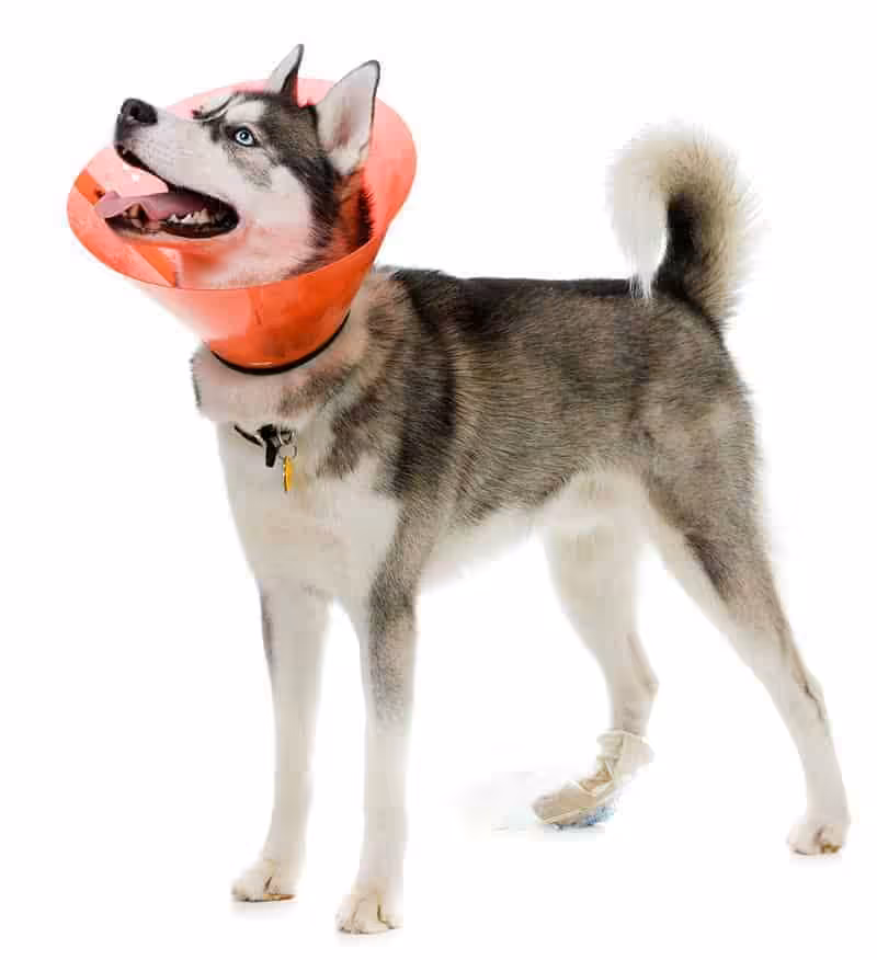Siberian Husky choroby