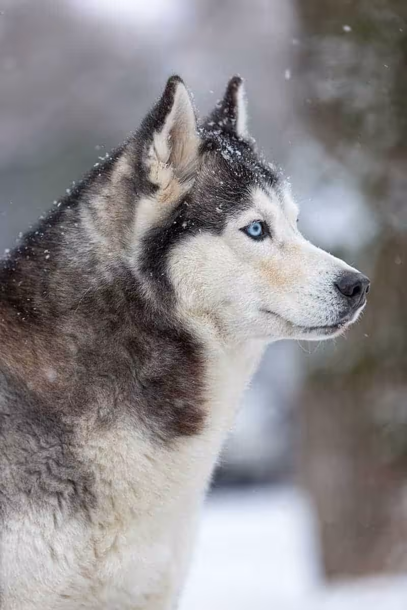 Husky opis rasy