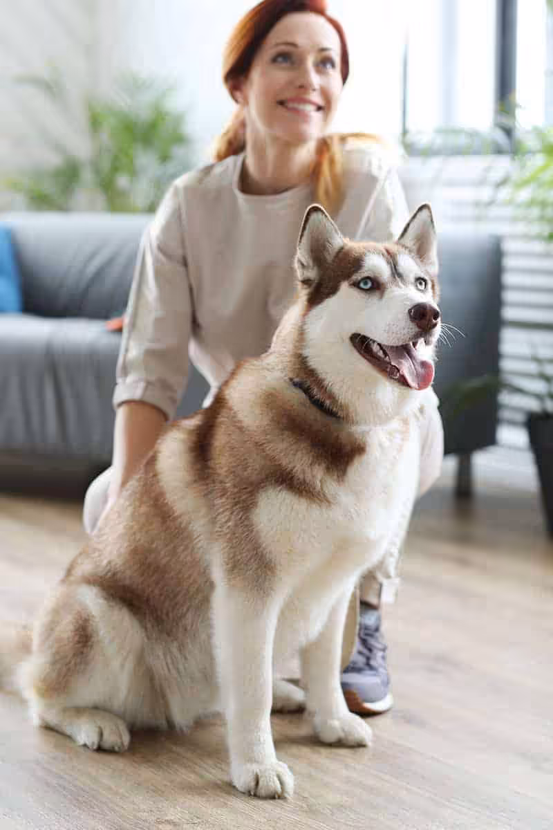 Czy warto zdecydować się na psa rasy husky?