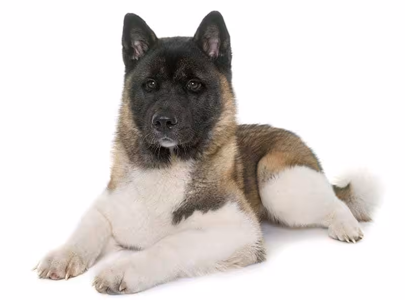 Akita amerykańska opis rasy