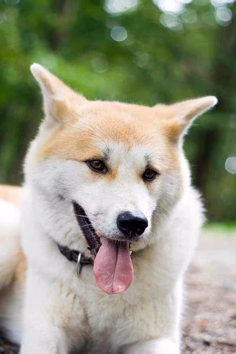 Akita opis rasy