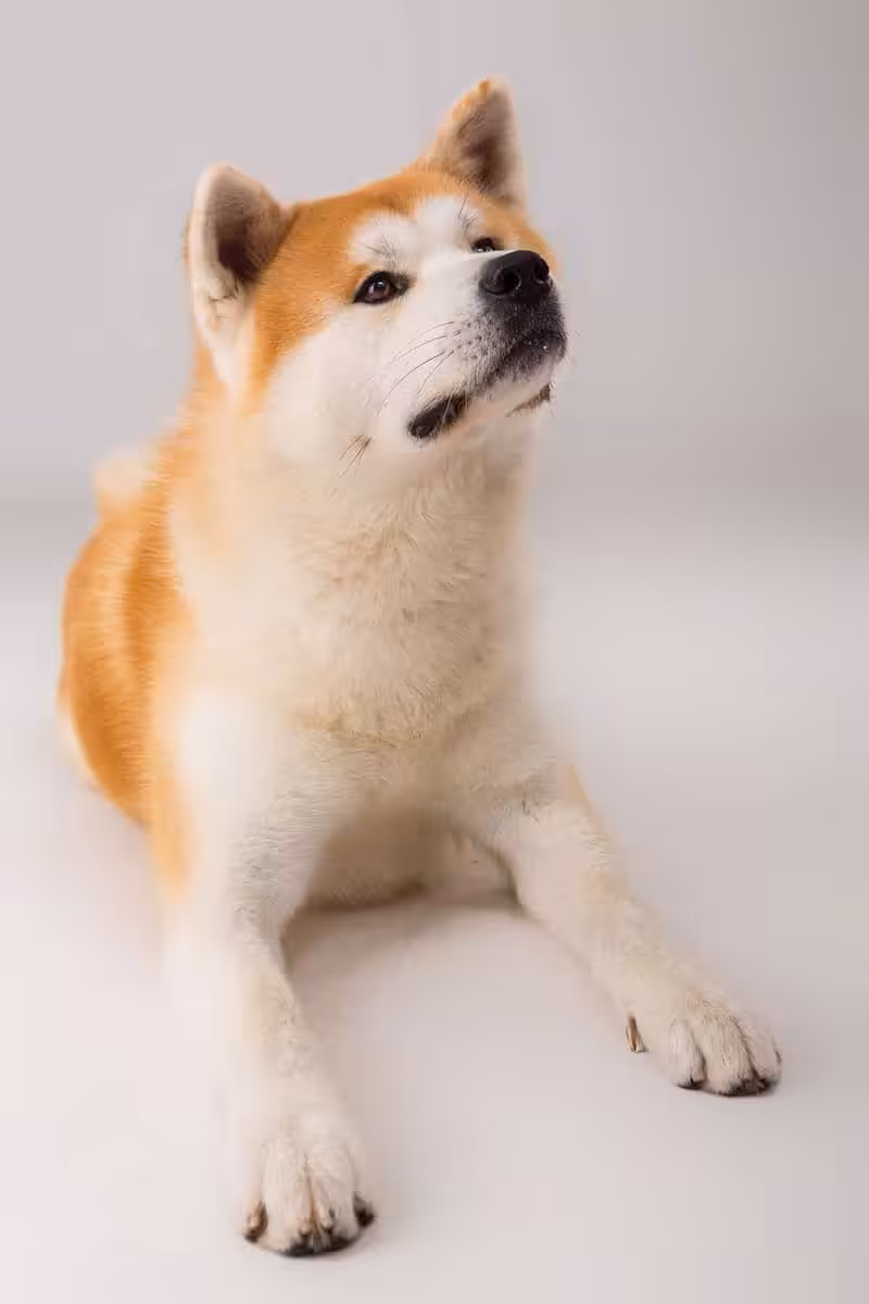 Akita