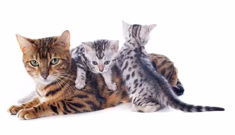 Bengal usposobienie