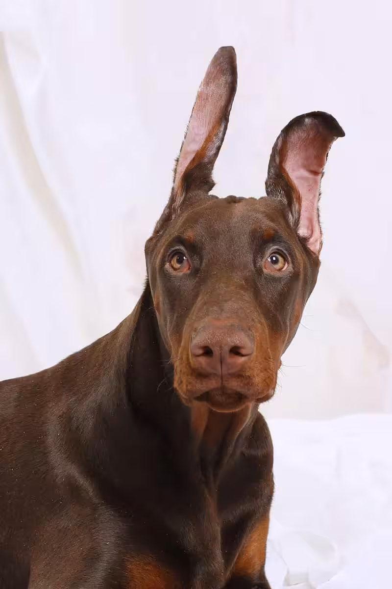 Doberman
